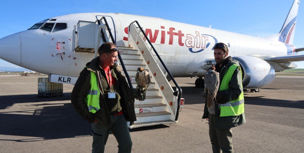 Doce halcones protegen a los aviones en Alguaire de las colisiones con los pájaros