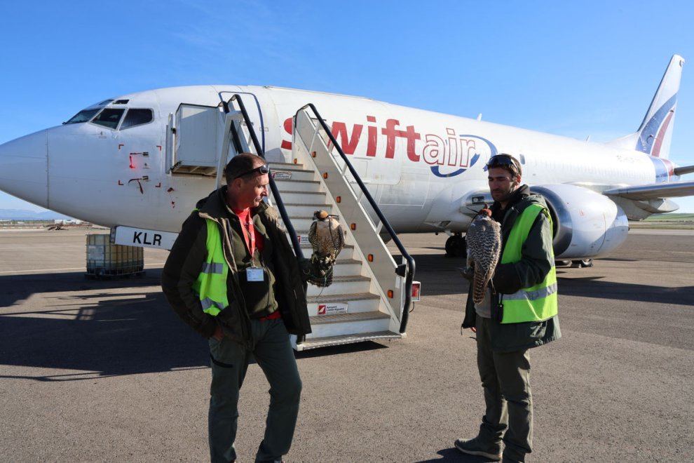 Doce halcones protegen a los aviones en Alguaire de las colisiones con los pájaros
