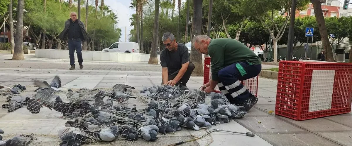 Cañones de aire y redes ante la superpoblación de palomas en Almería