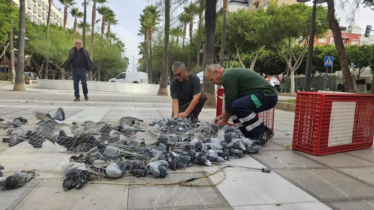 Cañones de aire y redes ante la superpoblación de palomas en Almería