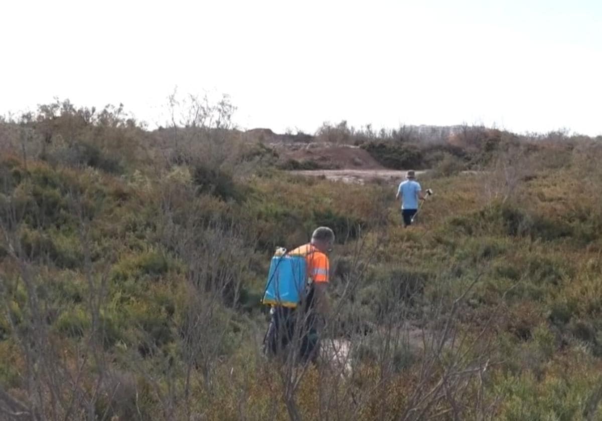 Roquetas avanza en sus labores de fumigación en la Ribera de la Algaida