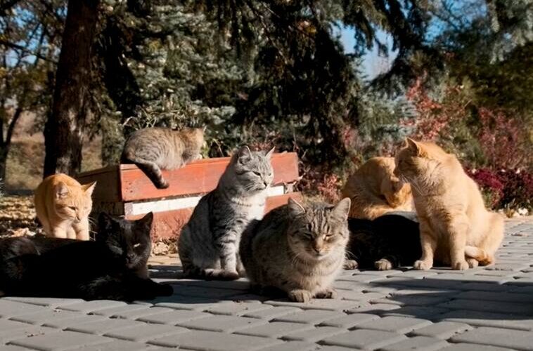 A los gatos, ni tocarlos: hay un equipo oficial de mediadoras