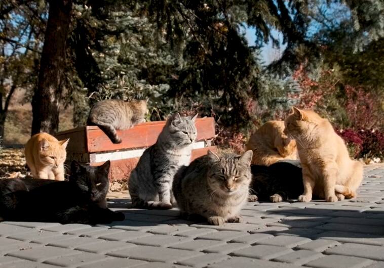 A los gatos, ni tocarlos: hay un equipo oficial de mediadoras