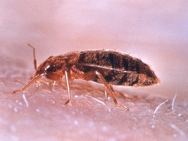 Chinche de cama (Cimex lectularius)