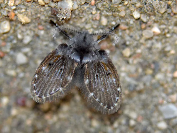 Mosca de los baños (Clogmia albipunctata)