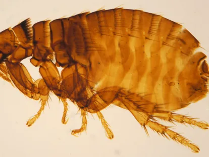 Pulga del perro (Ctenocephalides canis)