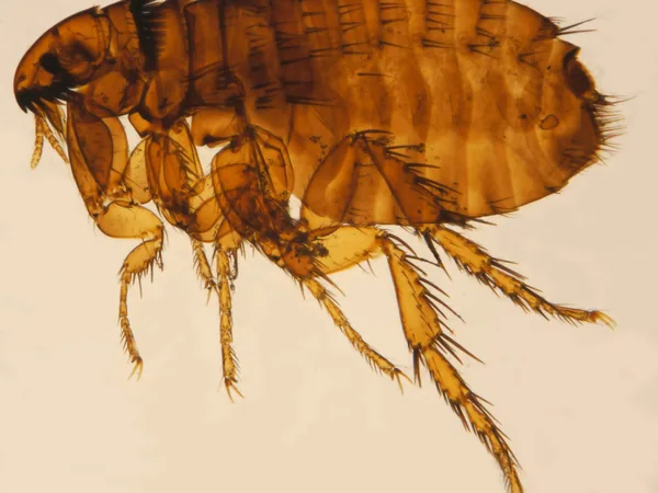 Pulga del gato (Ctenocephalides felis)