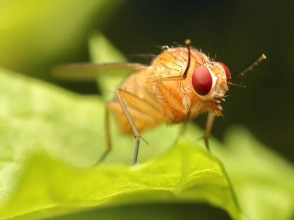 Mosca de la fruta (Drosophila melanogaster)