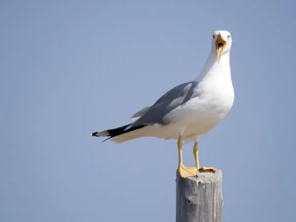Gaviota patiamarilla (Larus michahellis)