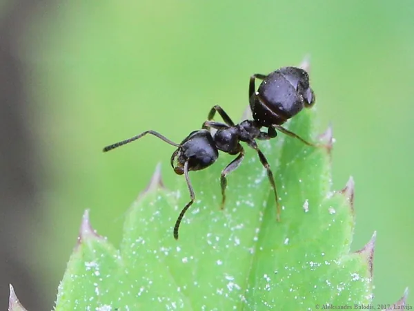 Hormiga negra de jardín (Lasius niger)