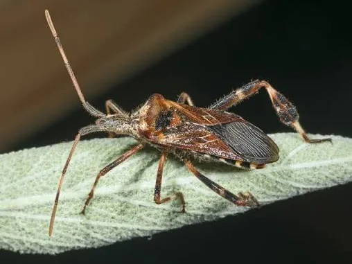 Chinche americana de las piñas (Leptoglossus occidentalis)