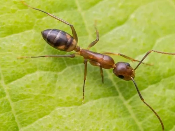 Hormiga argentina (Linepithema humile)