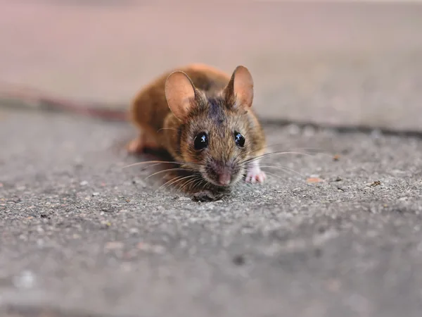 Ratón doméstico (Mus musculus)