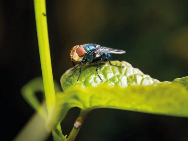 Mosca doméstica (Musca domestica)