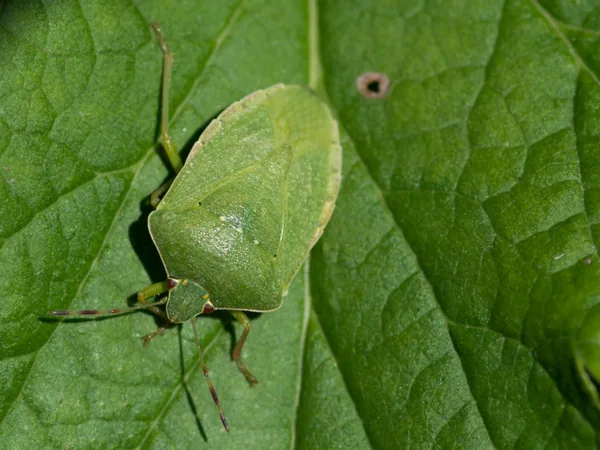 Chinche verde (Nezara viridula)