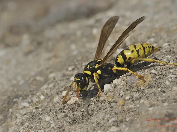 Avispa papelera (Polistes dominula)