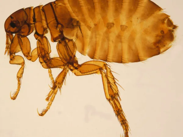 Pulga común (Pulex irritans)