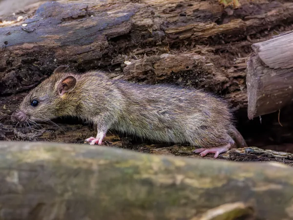 Rata parda (Rattus norvegicus)