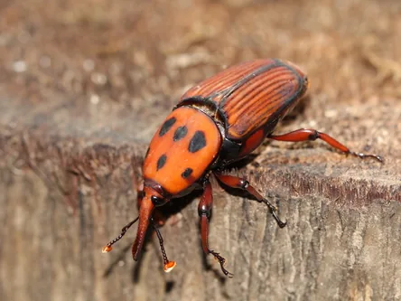 Picudo rojo (Rhynchophorus ferrugineus)
