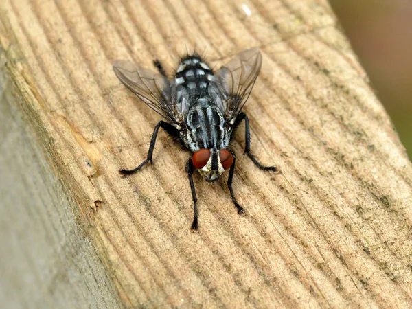 Mosca de la carne (Sarcophaga carnaria)
