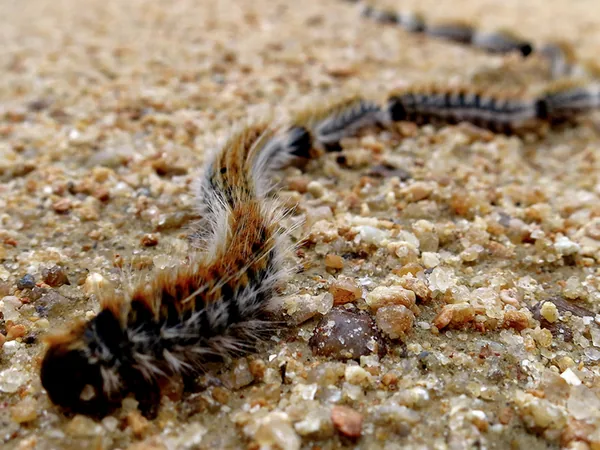 Procesionaria del pino (Thaumetopoea pityocampa)