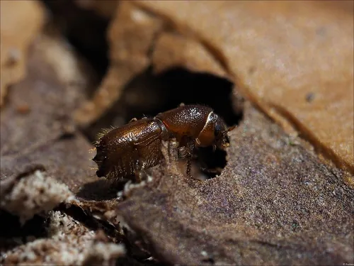 Barrenador del pino (Tomicus piniperda)