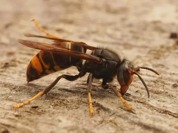 Avispa asiática (Vespa velutina)