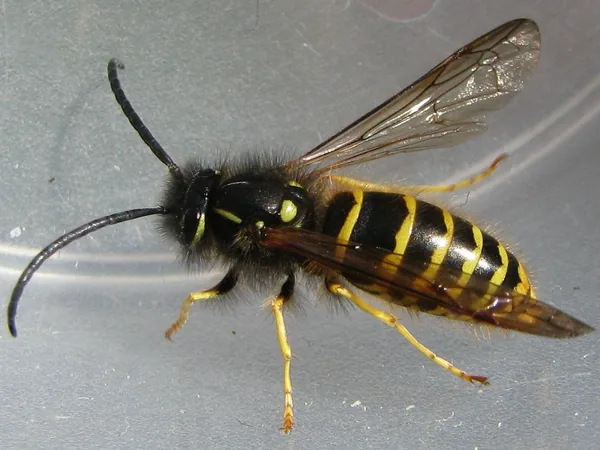 Avispa común (Vespula vulgaris)