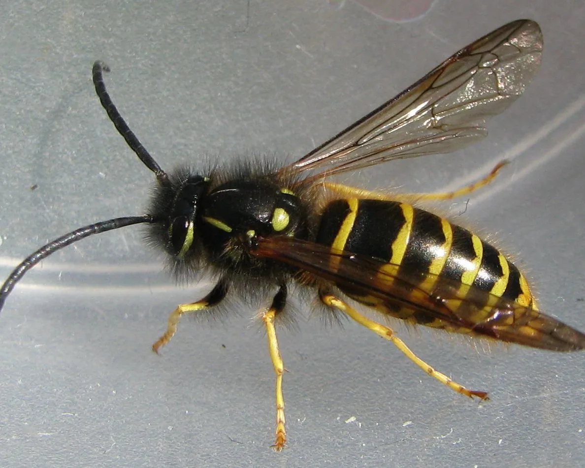 Avispa común (Vespula vulgaris)