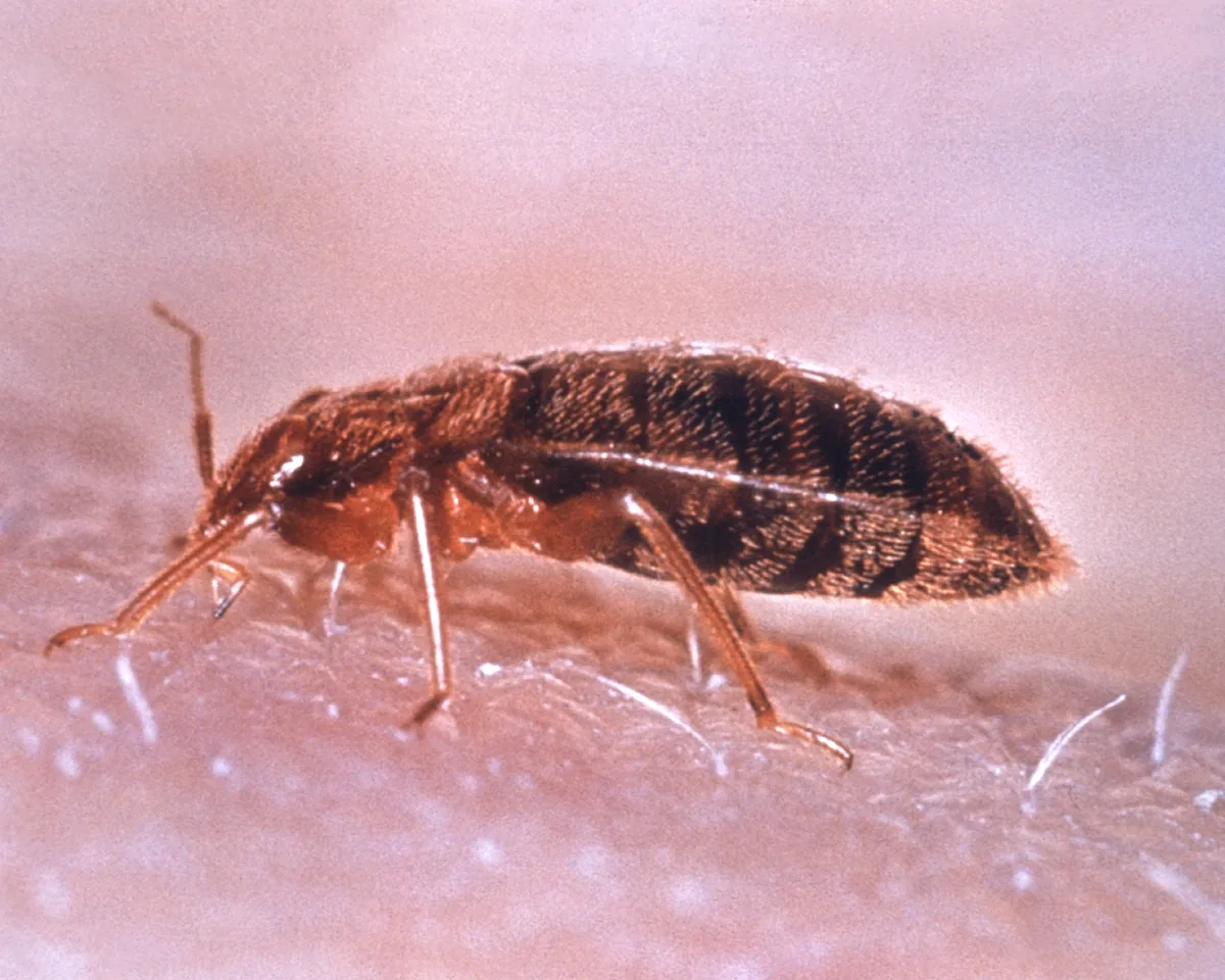 Chinche de cama (Cimex lectularius)