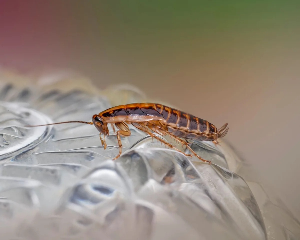 Cucaracha sobre una superficie de cristal