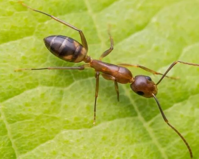 Hormiga argentina (Linepithema humile)