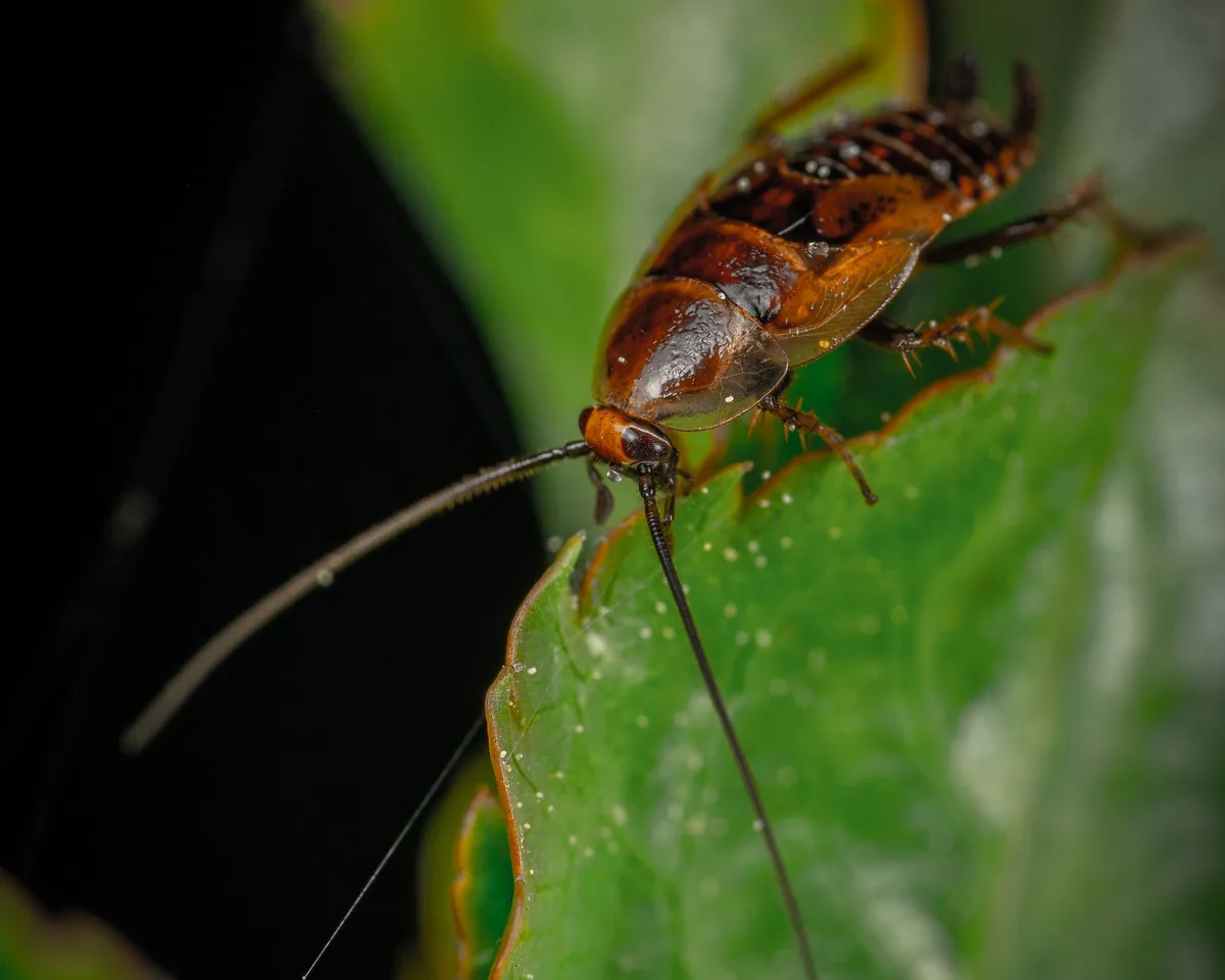Cucaracha sobre una hoja