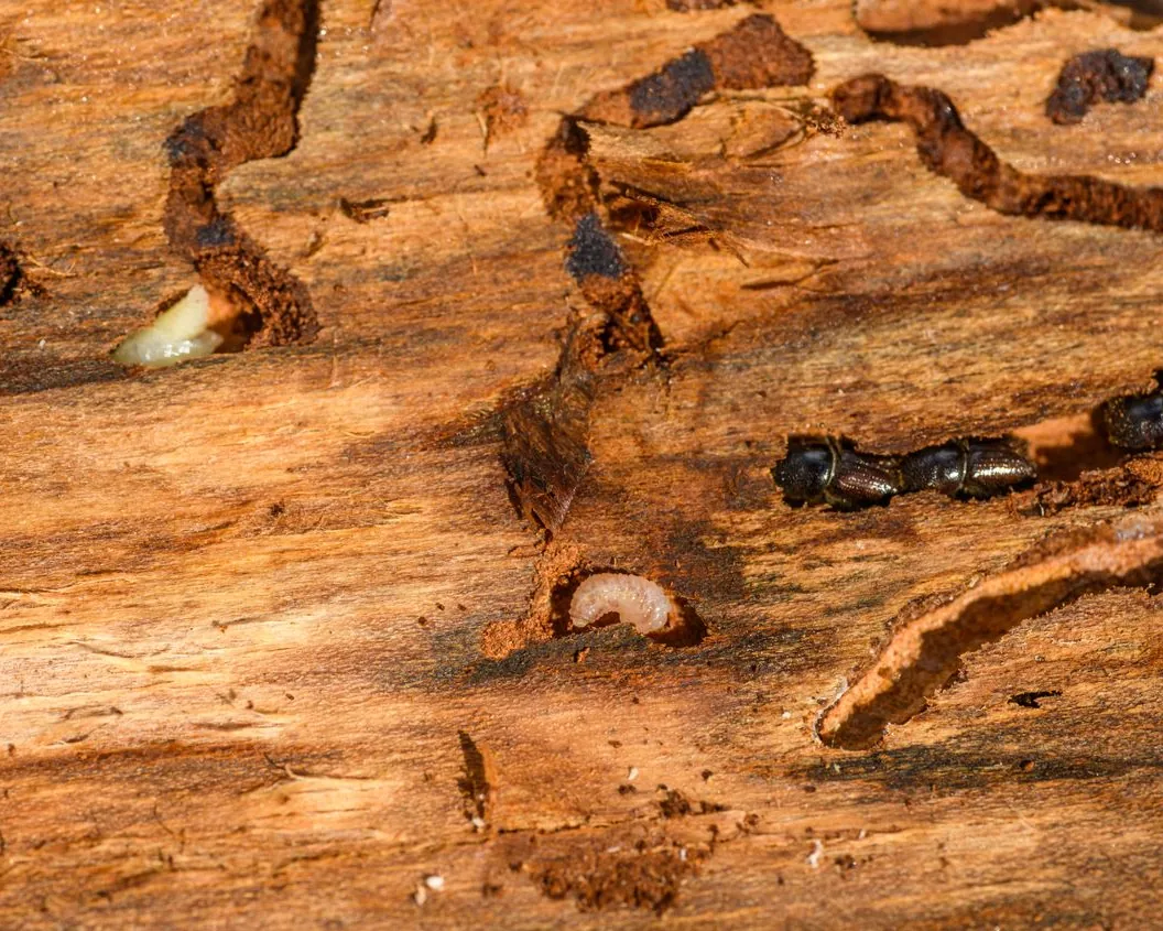Galerías y larvas de insectos xilófagos en la madera