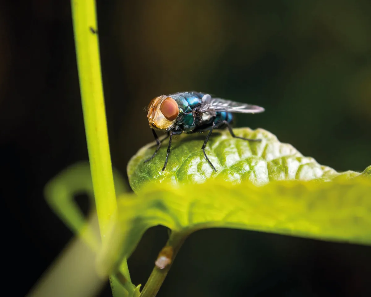Mosca doméstica (Musca domestica)