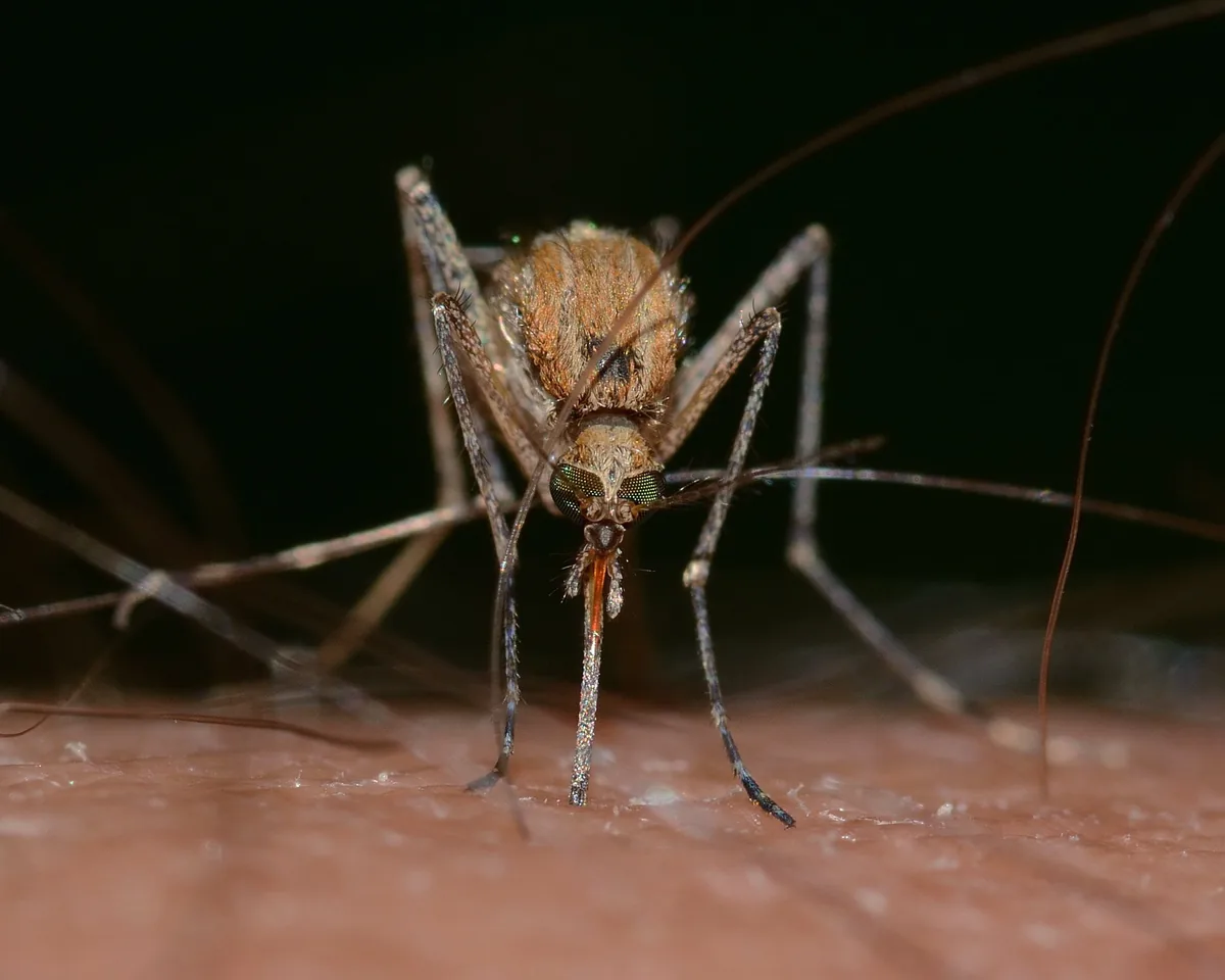 Mosquito posado sobre la piel