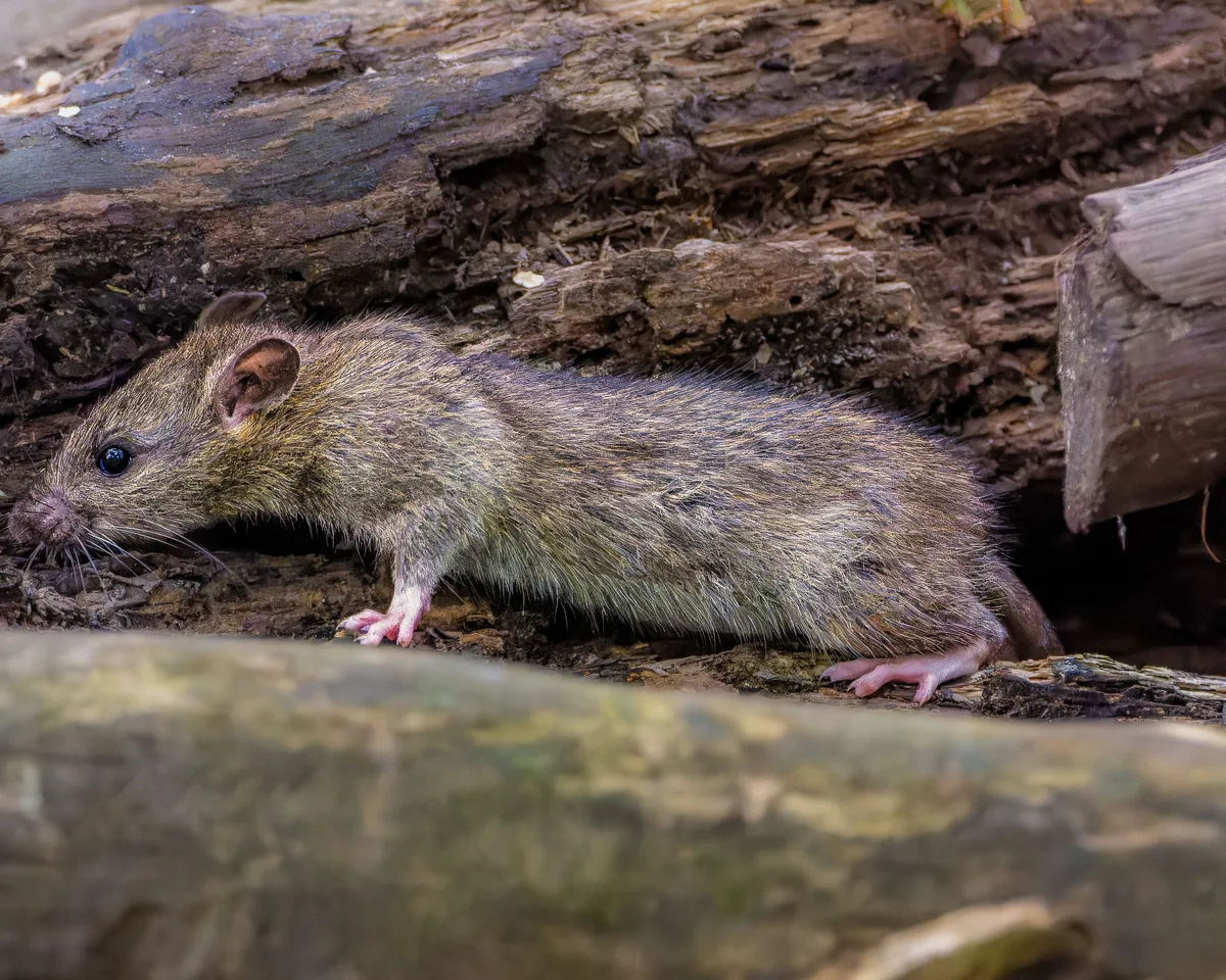 Rata parda (Rattus norvegicus)